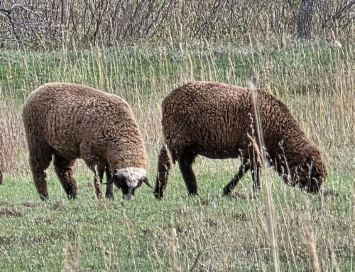 Merino Herd Of 20 For Sale ( Sheep )