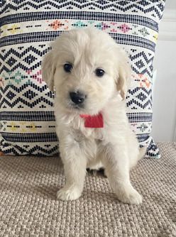 Golden Retriever Puppies For Sale In Tn: Perfect Family Pet ( Dogs )