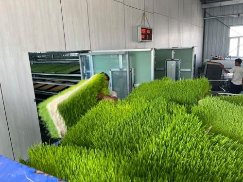 Hydroponic Fodder System For Feeding Livestock ( Farm Equipment )