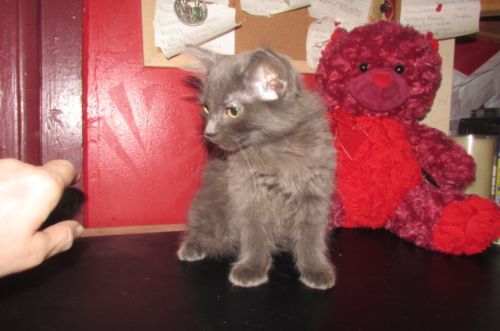 Ragdolls For Sale ( Cats )
