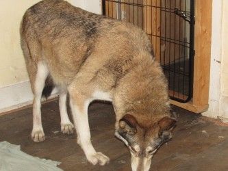 Wolf Hybrid For Sale ( Dogs )