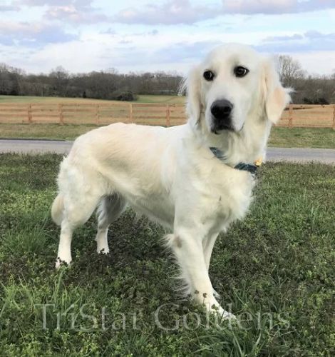 Cream Golden Retriever Puppies Nashville: Healthy, Playful, And Lovin