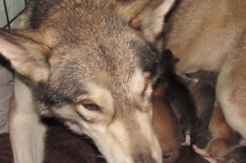 Wolf Hybrid For Sale ( Dogs )