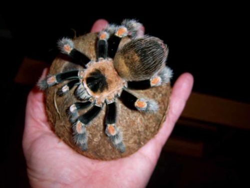 Mexican Red Knee Tarantulas (  )