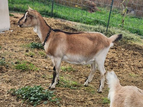 Adga Alpines ( Goats ) Adga Alpines ( Goats )