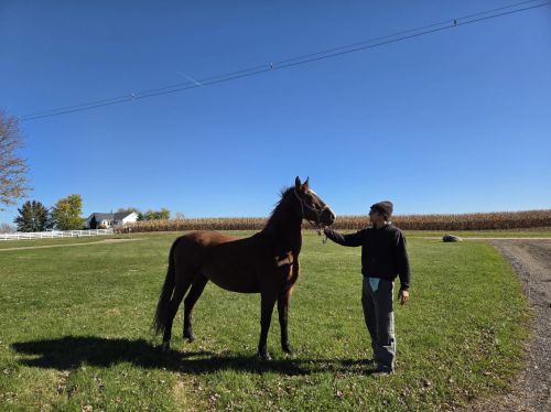 2022 Horse Mare ( Horses ) 2022 Horse Mare ( Horses )