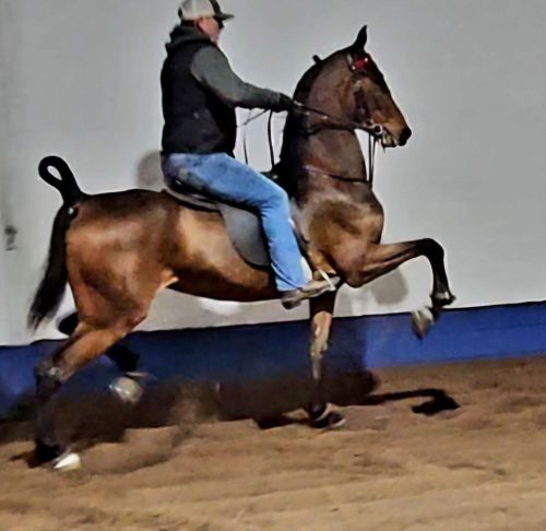 3 Year Old Saddlebred ( Horses ) 3 Year Old Saddlebred ( Horses )