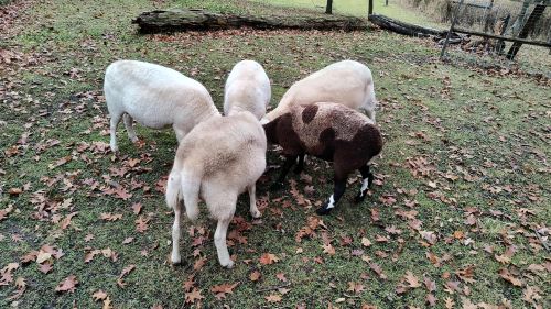 For Sale 3 Kanahdin And 2 Dorper Open Ewes. ( Sheep )