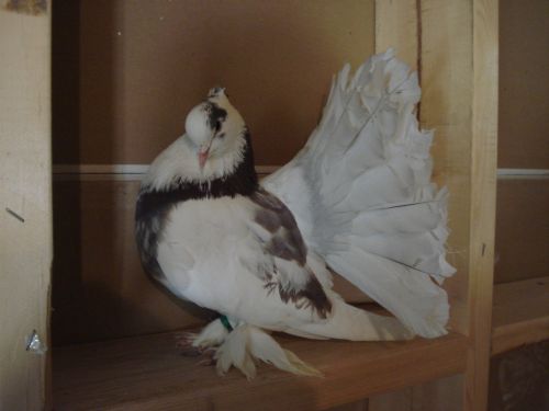Fantail Pigeon ( Pets )