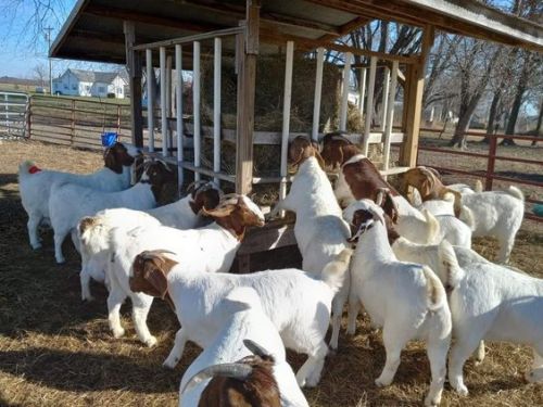 100% Pure Breed Live Full Blood Boer Goats ( Goats )