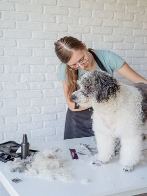 Professional Dog Grooming Home Service Fort Worth, Tx – Chewbarka G