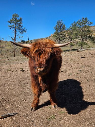 Scottish Highland Cows, Cow/calf Pairs And Bulls For Sale In Colorado