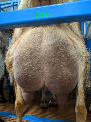 Dairy Goats For Sale! 11-12 Lb Average In 2025! ( Goats )