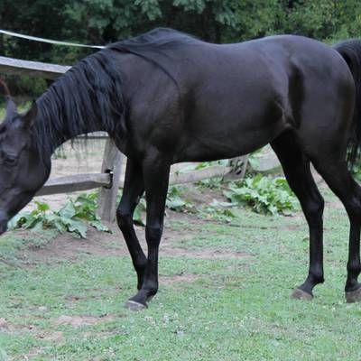 Refined Arabian Mare For Selective Breeders – Hu Ikarimaana ( Horse