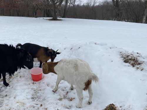 For Sale Mixed Bore  Goat's ( Goats )