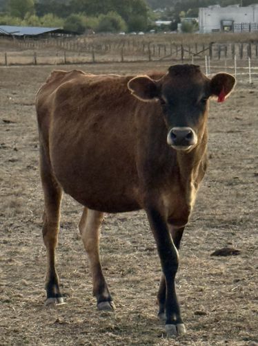 For Sale: 2 Bred Registered Jersey Heifers ( Cattle - Dairy )