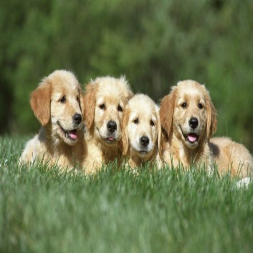Cream Golden Retriever Puppies :  A Commitment To Quality Breeding ( 