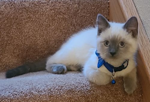 Bojangles- 8 Month Old Blue Point Female Siamese Kitten ( Cats )