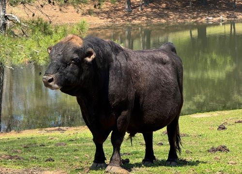 Hcc Joseph Mature Mini Jersey Bull For Sale ( Cattle - Dairy )