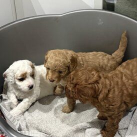 Cavapoo Puppies For Sale (  )