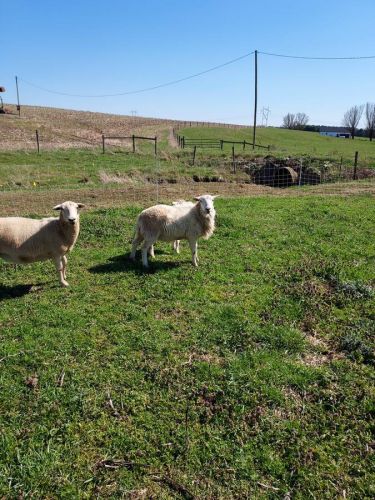 Katahdin Hair Sheep Rams - $200 ( Sheep )