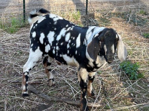 For Sale: Nubian Goat Bucks ( Goats )