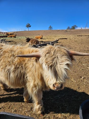 Scottish Highland Bulls (  )