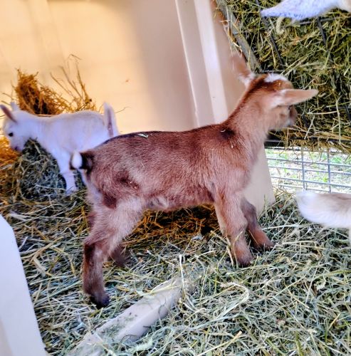 Nigerian Dwarf Does For Sale ( Goats )
