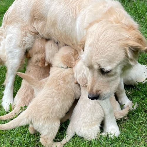 Golden Retriever Puppies ( Dogs )