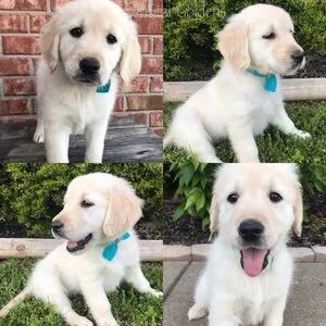 Golden Retriever Puppies For Sale Near Tennessee – Find Your Perfec