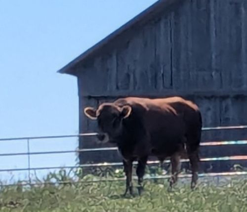 Miniature Jersey Bull ( Miniature Cattle )