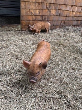 Registered Idaho Pasture Pigs ( Hogs )