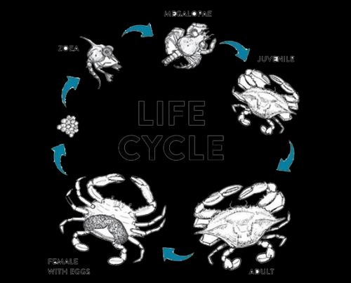 Crab Fattening ( Business For Sale )