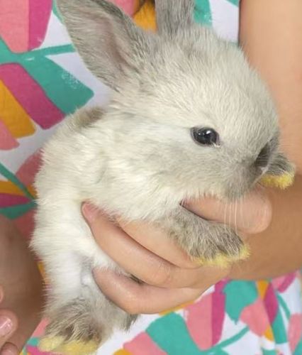 Baby Rabbits For Sale ( Rabbits )
