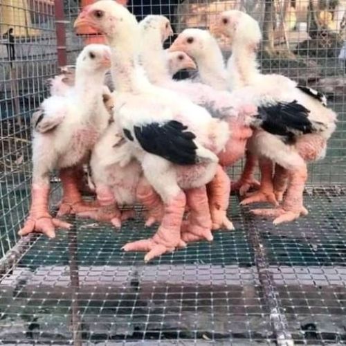 Dong Tao Chicken For Sale ( Poultry - Chickens )