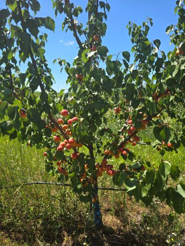 Opportunity Fruit Tree Farm 115 Hectare In Europe. ( Real Estate - Fa