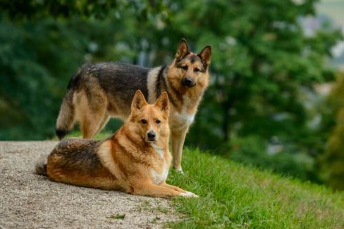 Purebred German Shepherd Puppies For Sale – Smithfarms German Sheph
